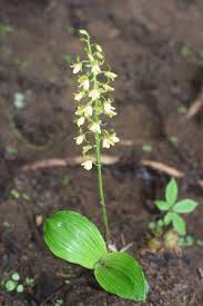 Image result for Eulophia angolensis