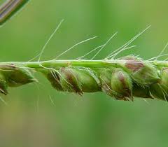 Image result for Echinochloa colona