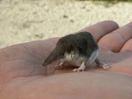 A woman of violent temper and speech; Pygmy Shrew Facts Lesson For Kids Study Com