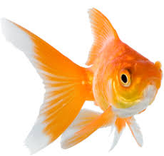 Goldfish Tetra