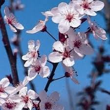 Starting at $69.99 growing zones: Flowering Plum