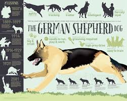 German Shepherd Growth Chart With Pictures Best Picture Of