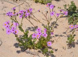 Image result for Senecio purpureus
