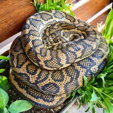 Gertmenian 21560 outdoor rug freedom collection coastal themed smart care deck patio carpet, 5x7 standard, sand dollar starfish beige 4.8 out of 5 stars 1,311 $94.52 $ 94. Coastal Carpet Python The Snake Catcher