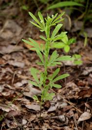 Image result for Basananthe pedata