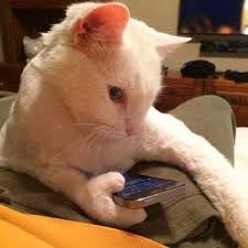 Nesrin Aras Adli Kullanicinin Pisicanlar Panosundaki Pin Kedi