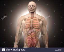 30 interesting body organs facts: 3d Visualization Of The Human Anatomy The Internal Organs In A Semi Transparent Male Body Stock Photo Alamy