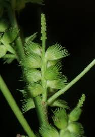 Image result for Acalypha ciliata