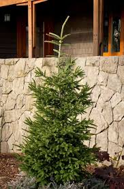 Image result for Alafia orientalis