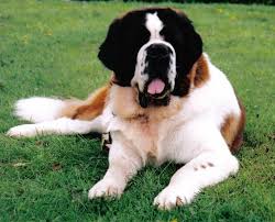 Awesome Black Mask Longhair St Bernard St Bernard Dogs Puppies And Kitties Bernard Dog