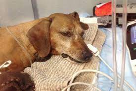 4 Quick To Things If Your Dog Is Poisoned Symptoms Drinking Liquid Bleach Megamascotas