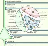 Гамма-аминомасляная кислота — Википедия