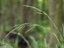 Image result for Glyceria fluitans