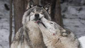 The Dog Breed That Is Closest To A Wolf