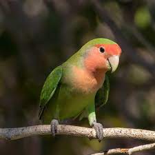 Check spelling or type a new query. Rosy Faced Lovebird Wikipedia