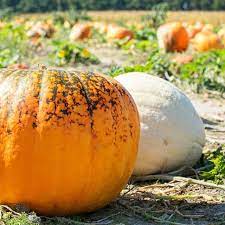 How Long Does It Take To Grow Pumpkins From Seeds Hunker Growing Pumpkins Grow Pumpkins From Seeds Pumpkin Garden