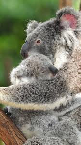 Koala Anne Anaclik Doga Koala Bear Baby Koala Koala