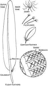 Feather Anatomy Images Feather Anatomy Types Of Feathers Anatomy Images