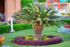 Image result for Cycas