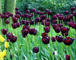 Flowery language of the victorian era. 28 Black Flowers And Plants To Add Drama To Your Garden Balcony Garden Web