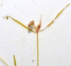 Image result for Potamogeton pusillus