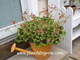 Image result for Oxalis tetraphylla