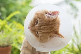 Petbarn is located at 5/84 wises road, maroochydore, qld. Veterinarian Clinics Greencross Vets Maroochydore