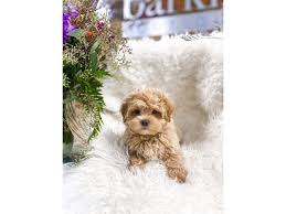 Super cute red maltipoo puppies for sale in wayland, michigan. Maltipoo Dog Male Apricot 2859242 The Barking Boutique