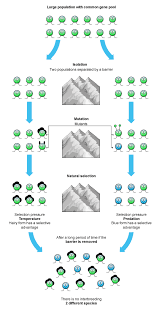 Speciation Biology Teaching Biology Teaching Science