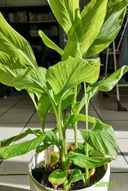 Curcuma Longa Culture Proprietes Bienfaits Curcuma Curcuma Plante Culture