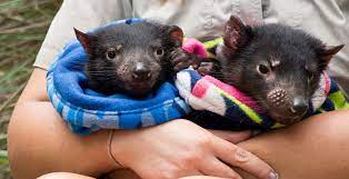 Los demonios de tasmania no forman manadas, sino que pasan la mayor parte del tiempo solos una vez destetados. Nacieron Ocho Demonios De Tasmania En Australia National Geographic En Espanol