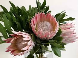 Starting proteas from seed may be difficult, but it . Protea Flowers Pearsons Florist Sydney