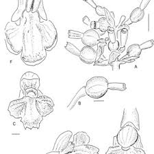 Image result for Aframomum spiroligulatum