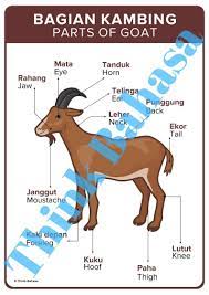 Pin On Indonesian Lote