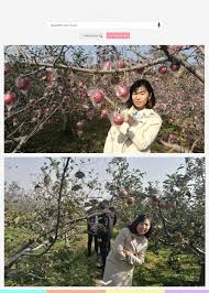 Check out our fruit trees selection for the very best in unique or custom, handmade pieces from our craft supplies & tools shops. Wholesale Price Apple Fruit Home Facebook