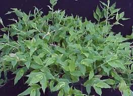 Image result for Arthraxon