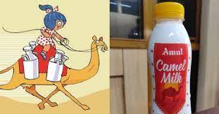 Camel milk is conventionally consumed in raw or fermented forms. Amul To Introduce Camel Milk In 200ml Pet Bottles Manorama English