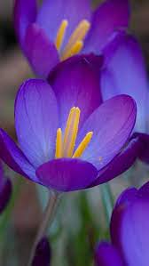 花 flower 美しい花 きれいな花 綺麗な花