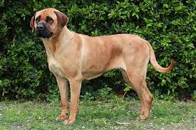 Tosa Dog Breed Information American Kennel Club