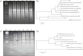 All our clients are privileged to have all their academic papers written from scratch. Analysis Of The Microbial Community In An Acidic Hollow Fiber Membrane Biofilm Reactor Hf Mbfr Used For The Biological Conversion Of Carbon Dioxide To Methane