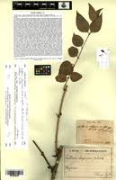 Image result for Stilbaceae