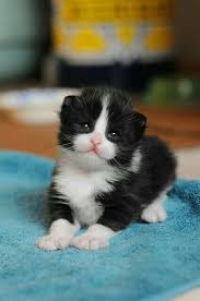 Pin By Songul Unlu On Gatti Kittens Cutest Cute Animals Kittens