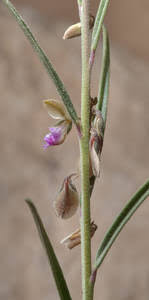 Image result for Polygala erioptera
