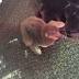 NewJacksonvilleZoo Hatchlings Illustrate Different Approaches To...