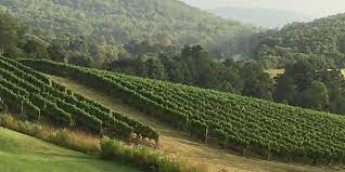 Pippin Hill Farm Vineyards Is Unique Among The Wineries Along Virginia S Monticello Wine Trail We Look Fo Monticello Wine Trail Virginia Wineries Wine Trail