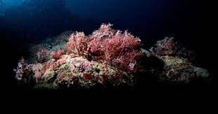 This Plant Is A Species Of Red Algae Seaweed They Are Able To Survive In The Depths Of The Deepest Oceans Where Light For Photosynth Red Algae Protists Plants
