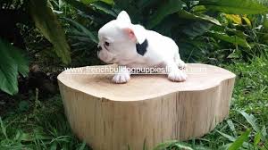 These great dogs are ready to go home to great families and be. French Bulldogs Puppies For Sale In Florida Classifieds Buy And Sell In Florida Americanlisted
