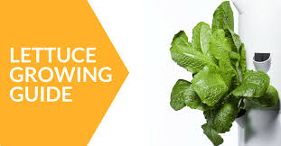 In this fashion, you get full sized lettuce leaves for meals, and the plant will continue to produce more from the crown. Lettuce Get Growing Tower Garden Tips For Lettuce