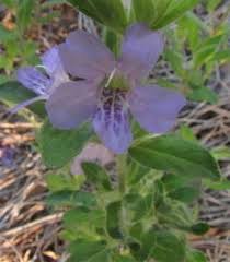 Image result for Dyschoriste thunbergiiflora