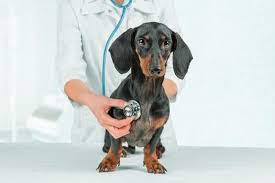 How Big Is A Dachshunds Brain Neeness